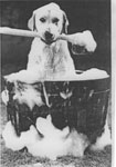 chien se lavant